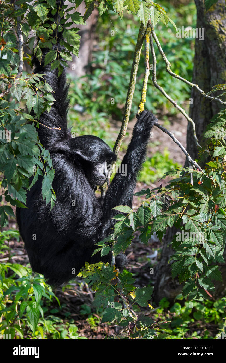 Siamang (Symphalangus syndactylus) arboreal Gibbon heimisch in den Wäldern von Malaysia, Thailand und Sumatra Stockfoto