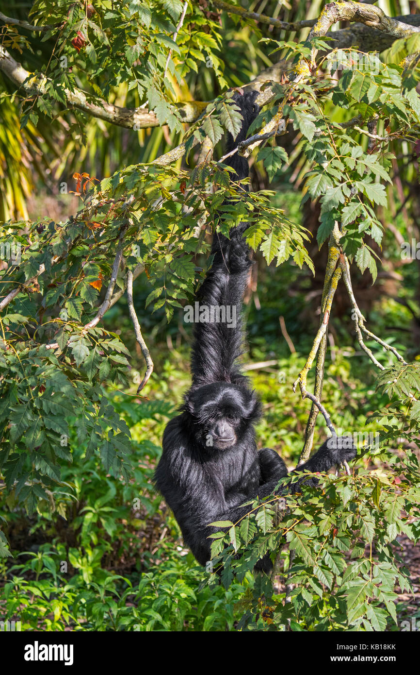 Siamang (Symphalangus syndactylus) arboreal Gibbon heimisch in den Wäldern von Malaysia, Thailand und Sumatra Stockfoto