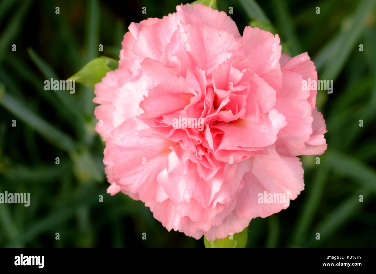 Nelke. Dianthus caryophyllus. Arten von Dianthus. Stauden mehrjährige Pflanze. Stockfoto