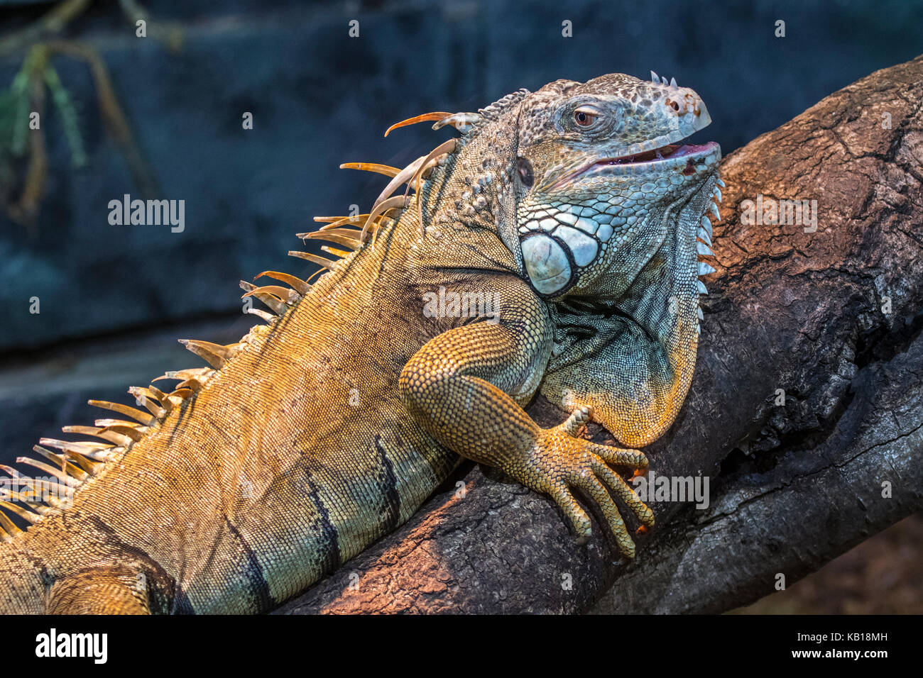 Grüner Leguan / Iguana iguana Iguana (Amerikanischen) heimisch in Mittelamerika, Südamerika und die Karibik Stockfoto