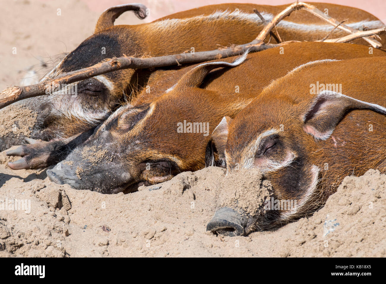 Nahaufnahme von drei Roten Fluss Schweine/Bush Schweine (Potamochoerus Porcus) Schlafen, beheimatet in Afrika Stockfoto