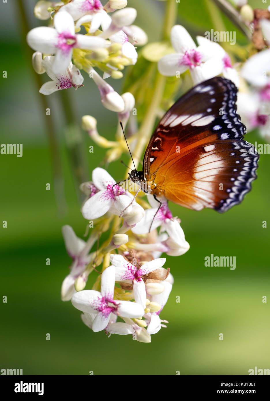 Wunderschöne, exotische Schmetterlinge auf den Blumen in den frühen Morgenstunden Stockfoto