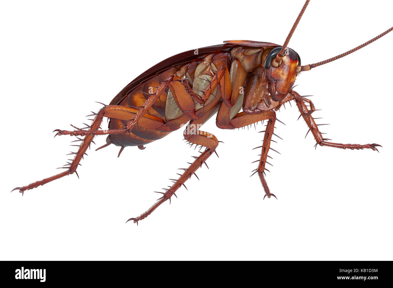 Kakerlake bug Kreatur Stockfoto