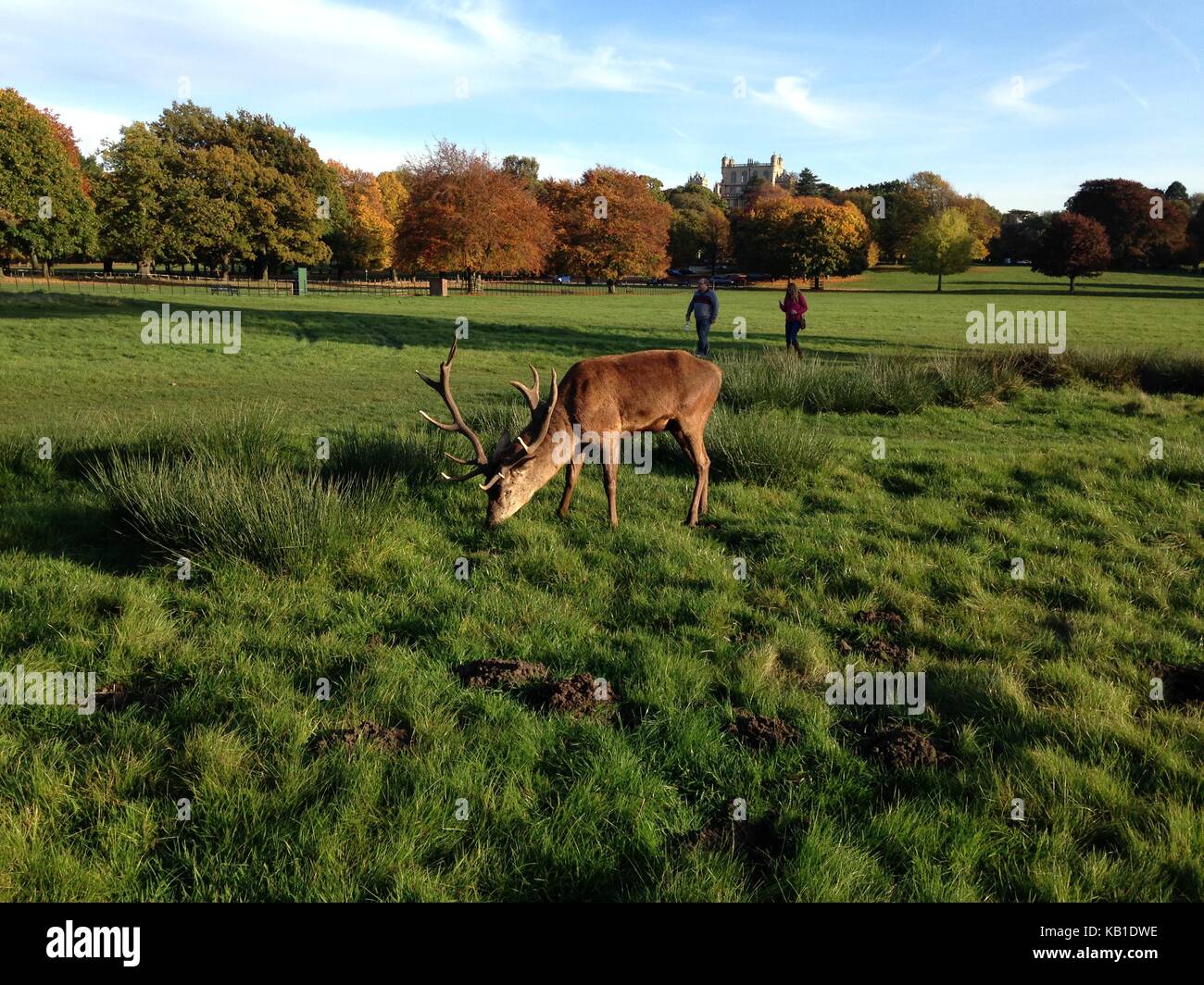 Hirsch und Reh an wollaton Park Nottingham Stockfoto
