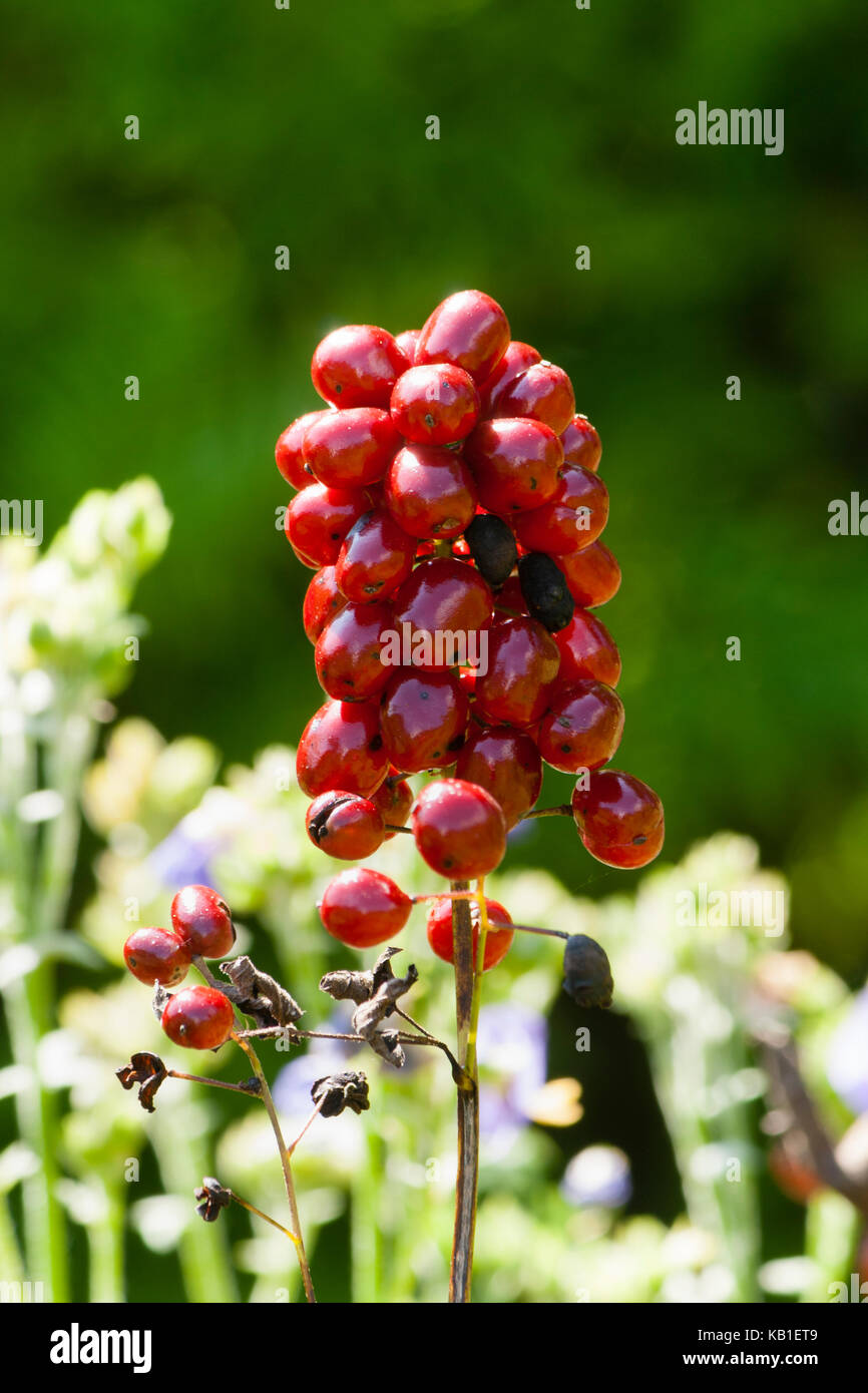 Rote Herbst Beeren schmücken die aufrechte Blumenstengel Der Krautigen woodland banebarry, Actaea rubra Stockfoto