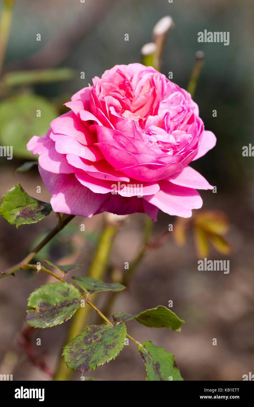 David Austin gezüchtet Englisch strauch Rose, Rosa "Erbe" vollständig  verfügt über Doppel-, duftenden Blüten rosa Stockfotografie - Alamy