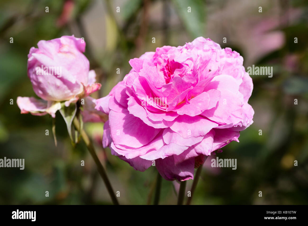 David Austin gezüchtet Englisch strauch Rose, Rosa "Mayflower" vollständig verfügt über Doppel-, duftenden Blüten rosa Stockfoto