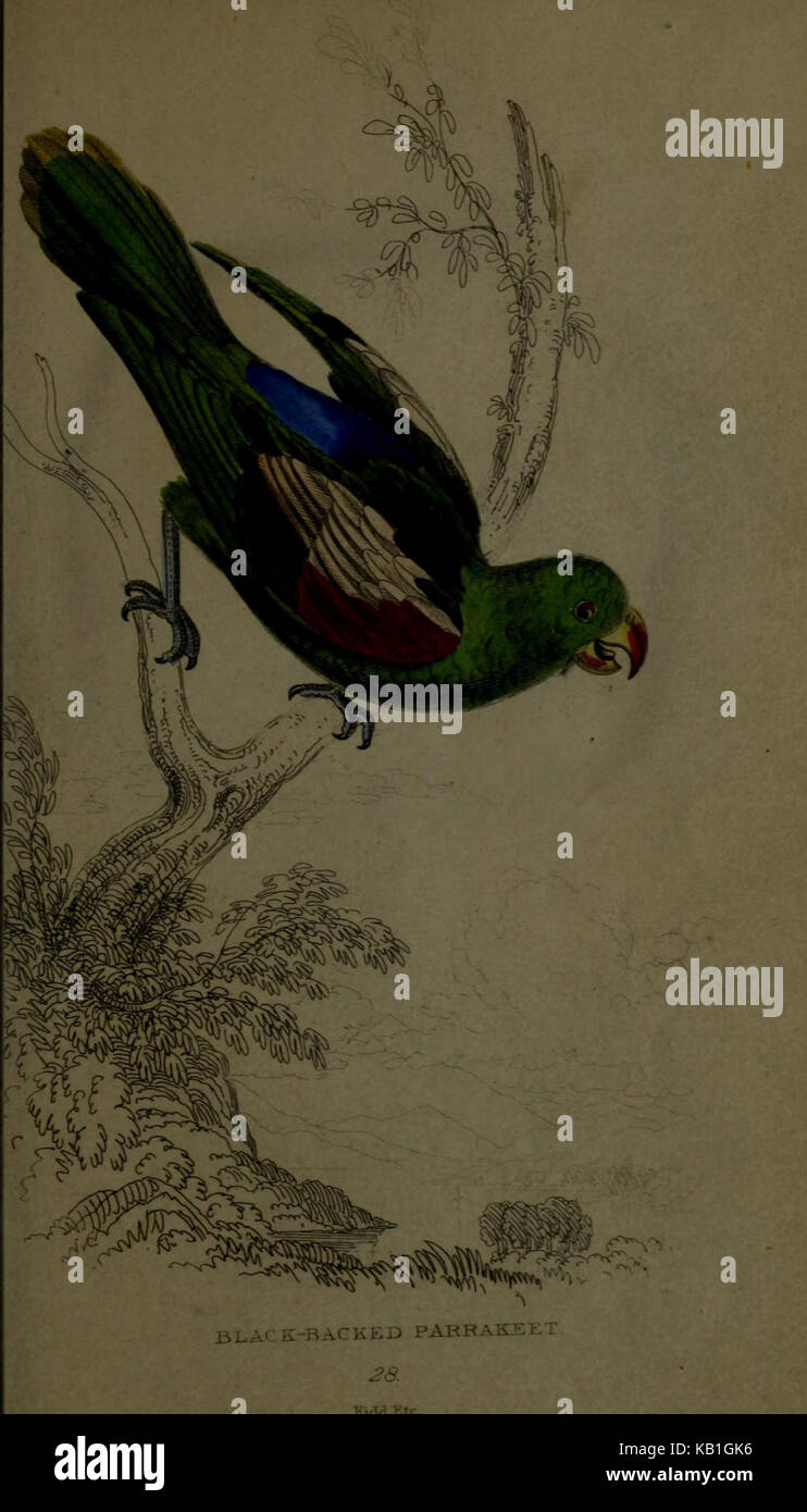 Ein umfassendes Werk, das verschiedene Aspekte der Naturgeschichte zusammenfasst und die Vielfalt des Lebens und der Ökosysteme von der Vergangenheit bis zur Gegenwart veranschaulicht. Stockfoto