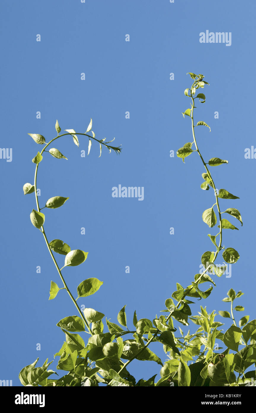 Botanik, junger Baum, Gabel, Blätter, blauer Himmel, Stockfoto