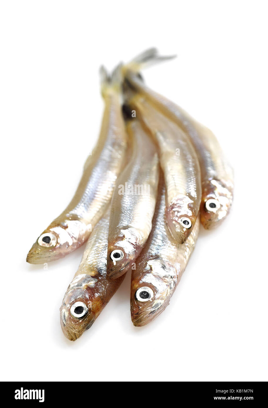 Frischer Fisch, Stinte, osmerus eperlanus, Studio, Ausschneiden Stockfoto