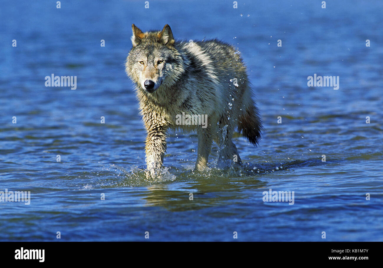 North American Grey Wolf, Canis lupus occidentalis, erwachsenen Tier im Wasser, Kanada, Stockfoto