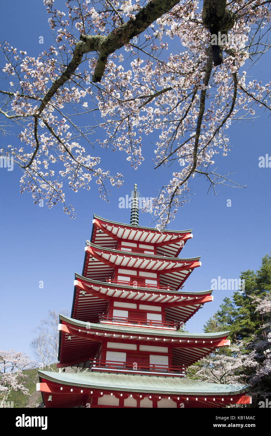 Japan, Kirsche, Blüten, Pagode im arakura sengen Shrine, Stockfoto