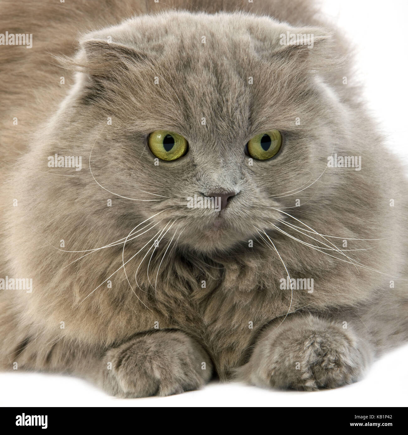Schottische langhaarigen Katze, Lila selbst Highland Fold oder lila selbst Scottish Fold, weißer Hintergrund, Lüge, studio Shot, Stockfoto