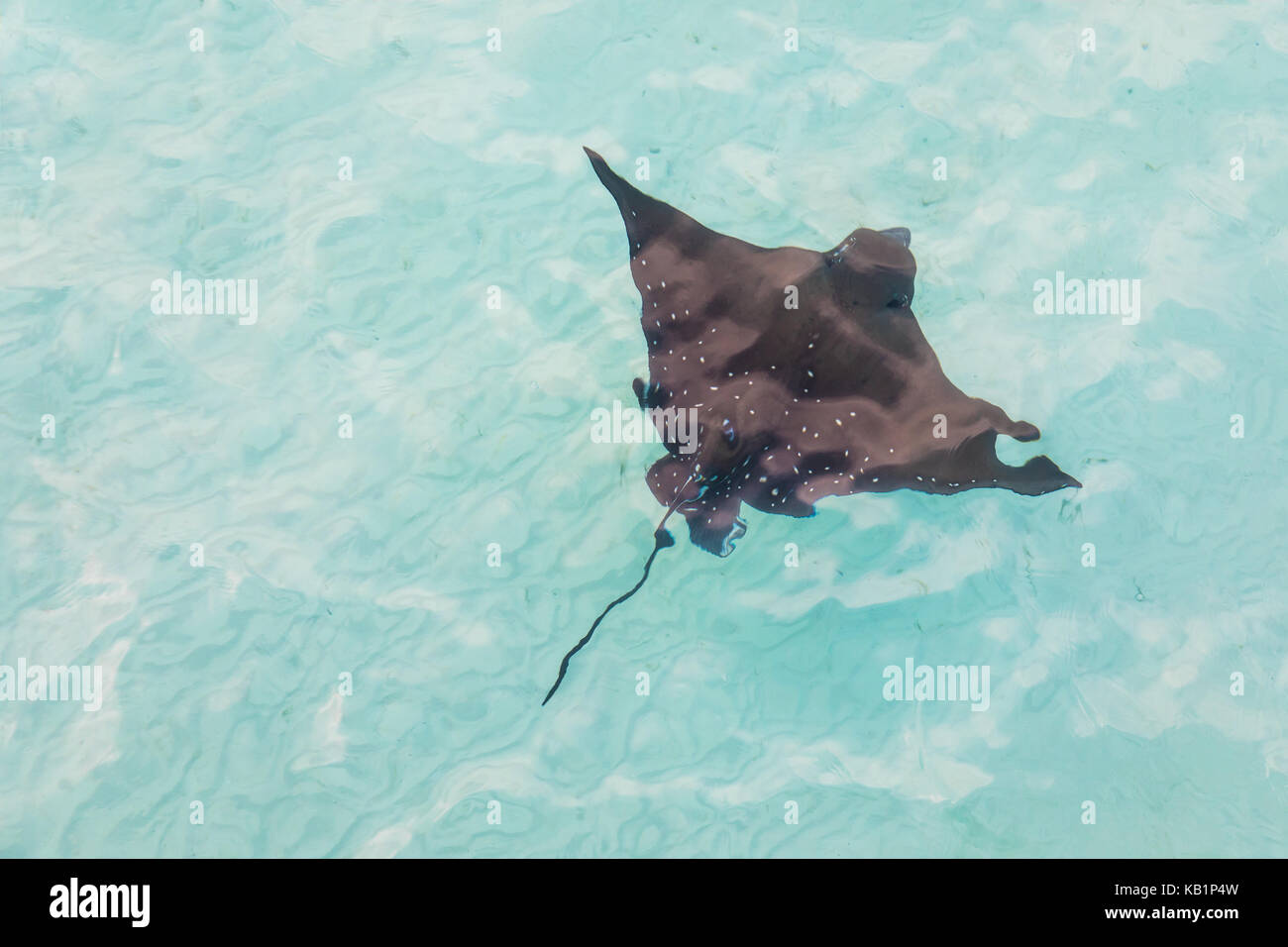 Eagle Ray schwimmen in niedrigen Küstengewässer bei Sonnenaufgang. Malediven. Stockfoto