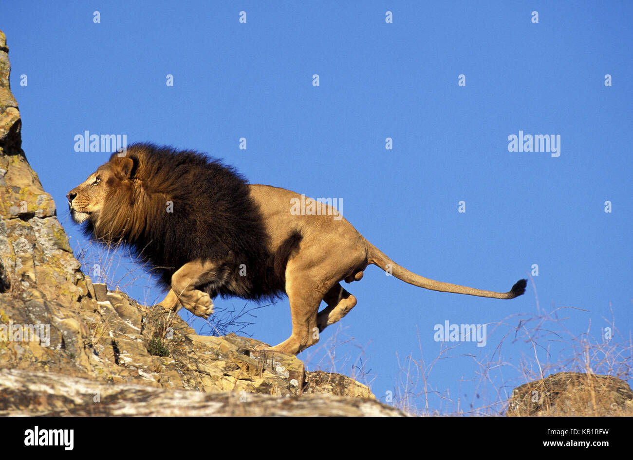 Afrikanischer Löwe Panthera leo, kleine Männer, Felsen, Stockfoto