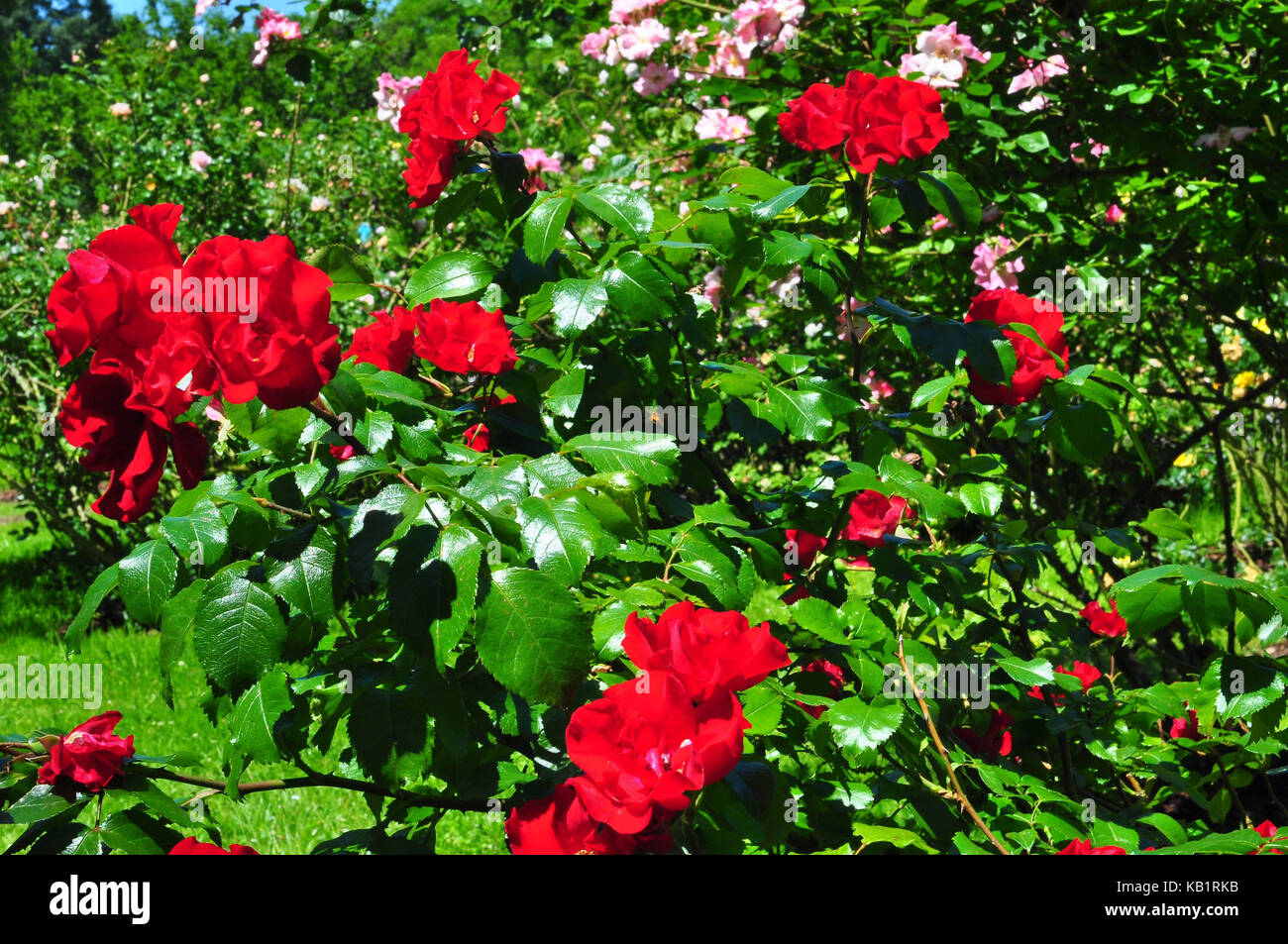 Rote Rosenstrauch Rote Rosen Stockfotos und bilder Kaufen Alamy