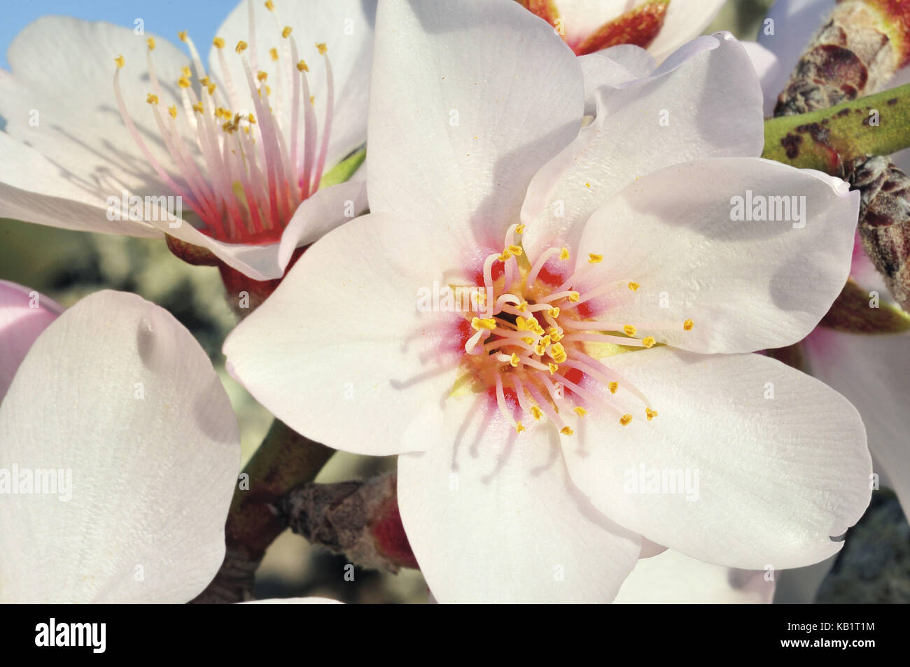 Portugal, Algarve, tonsillen Blüten von einem süßen Mandelbaum, Loquat, Stockfoto