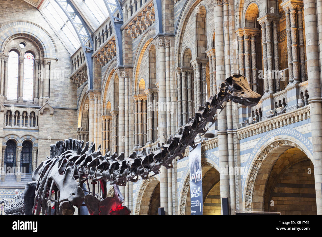 England, London, Kensington, Natur-historische Museum, das Natural History Museum, Dinosaurier Skelett, Stockfoto