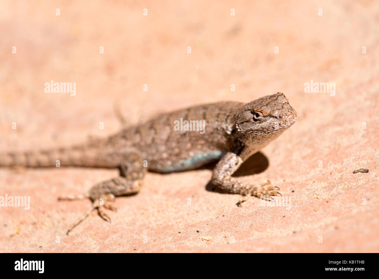 Eidechse, Grand Staircase - Escalante National Monument in Utah. Stockfoto