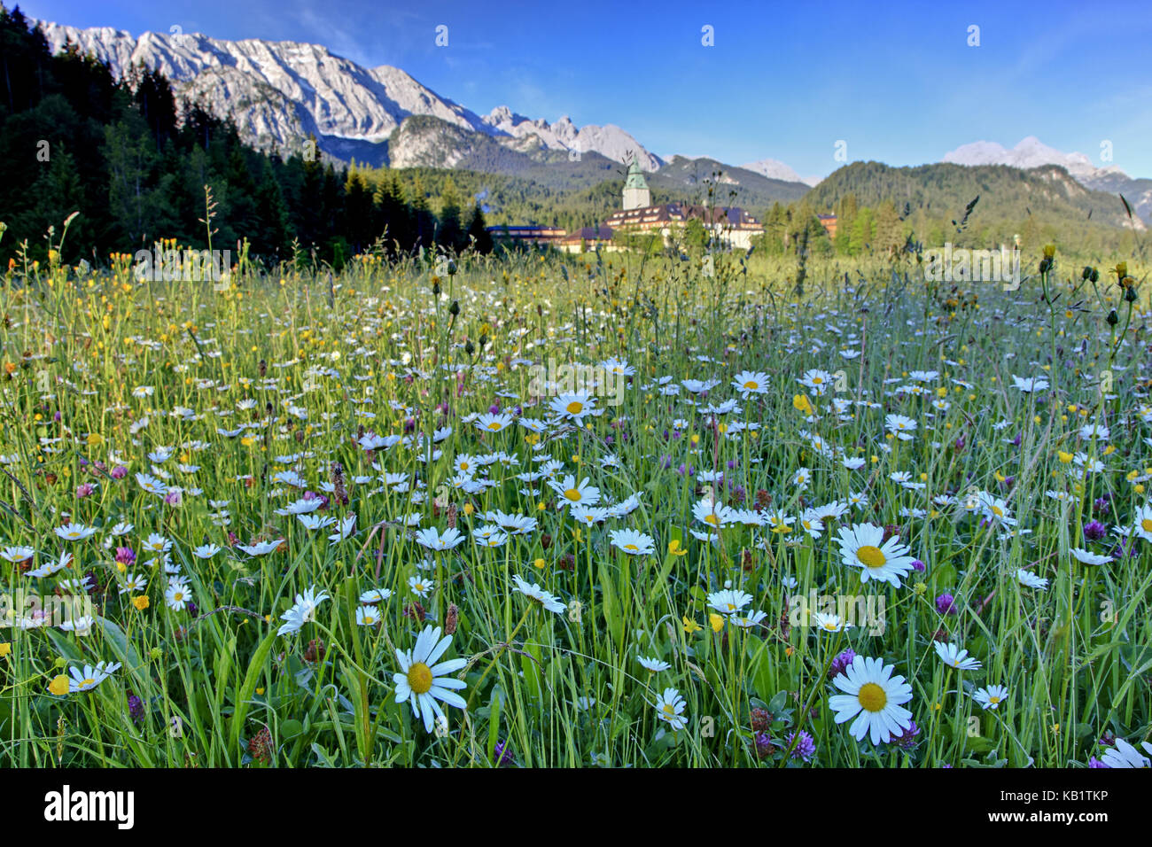 Deutschland, Bayern, Oberbayern, Werdenfelser Land (Region), Schloss Elmau, hotel Elmau, Wettersteinwand (Berge), boarder Ritus Wiese, Stockfoto