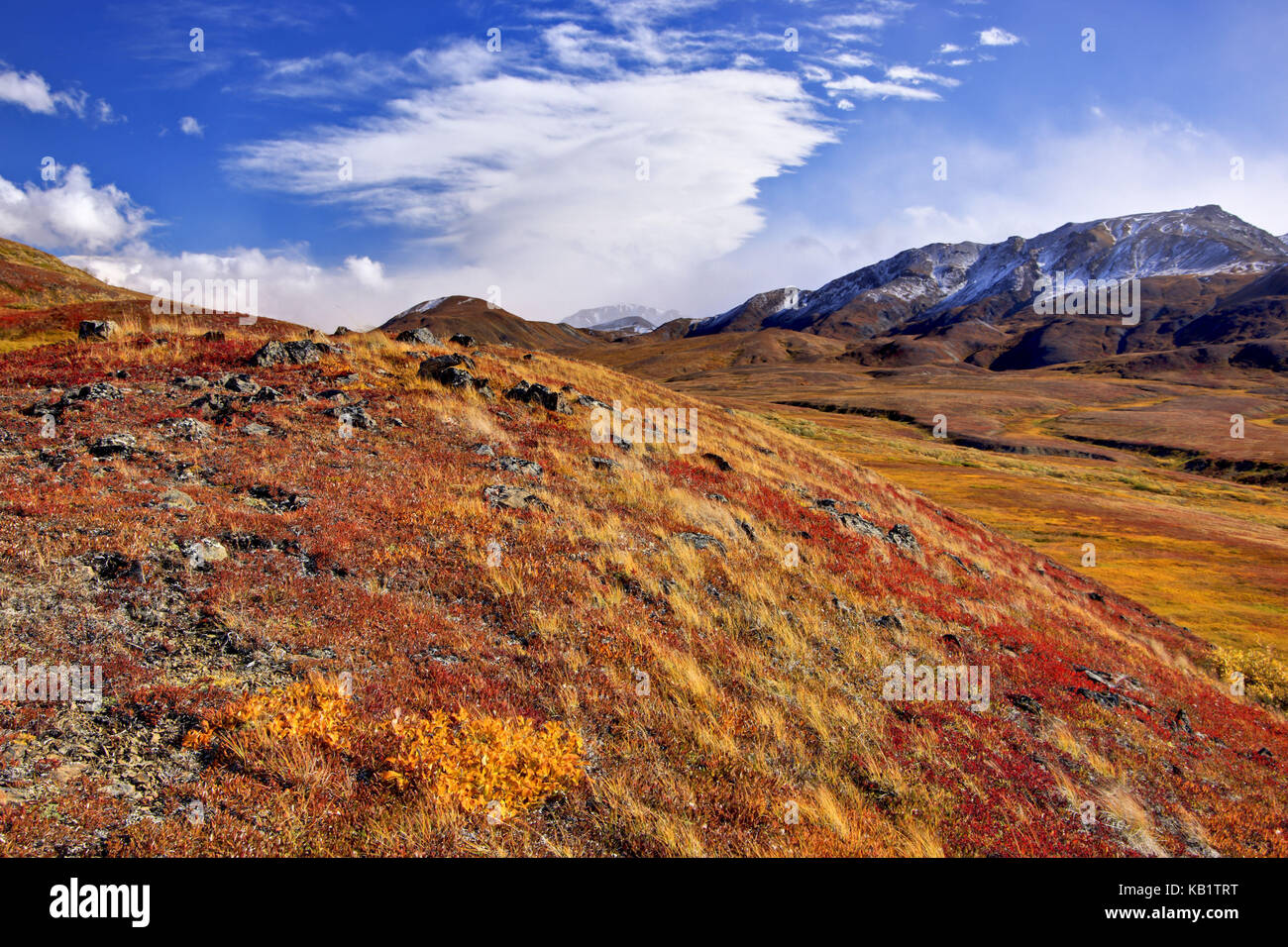 Nordamerika, USA, Alaska, Denali Nationalpark, Tundra, Alaska Range, Stockfoto