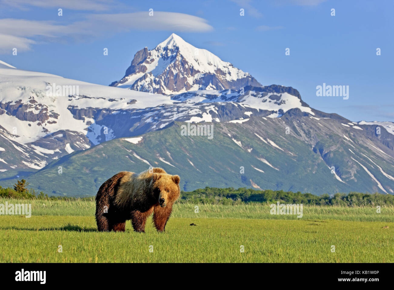 Nordamerika, USA, Alaska, Katmai Nationalpark, Hello, Bay, Braunbär, Ursus Arctos, Stockfoto