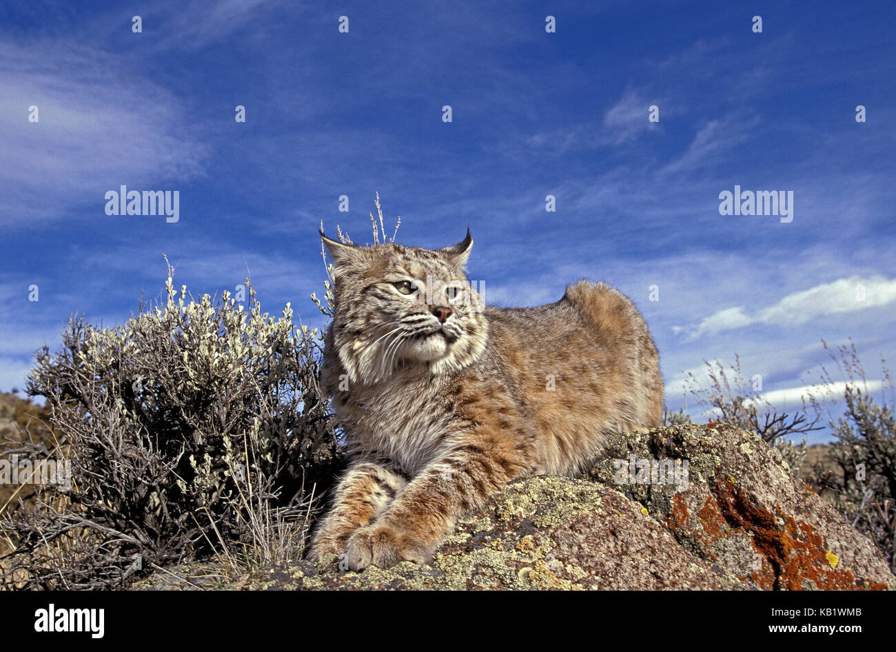 Lynx lynx Rufus, Felsen, Lüge, Kanada, Stockfoto