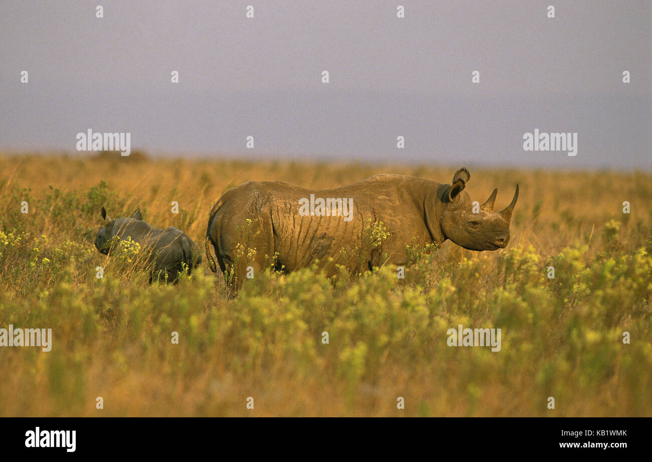 Spitzen Mund Nashorn, Diceros bicornis, Mutter Tier mit Kalb, Masai Mara, Kenia, Afrika, Stockfoto