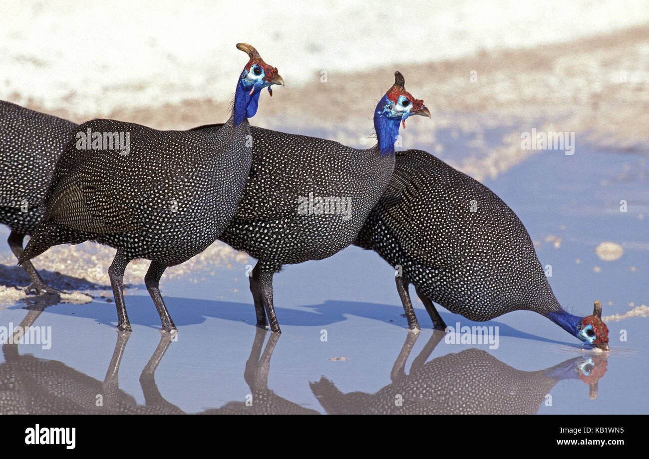 Helm Perlhühner, Numida meleagris, Gruppe in Tränke, Trinken, Kenia, Afrika, Stockfoto