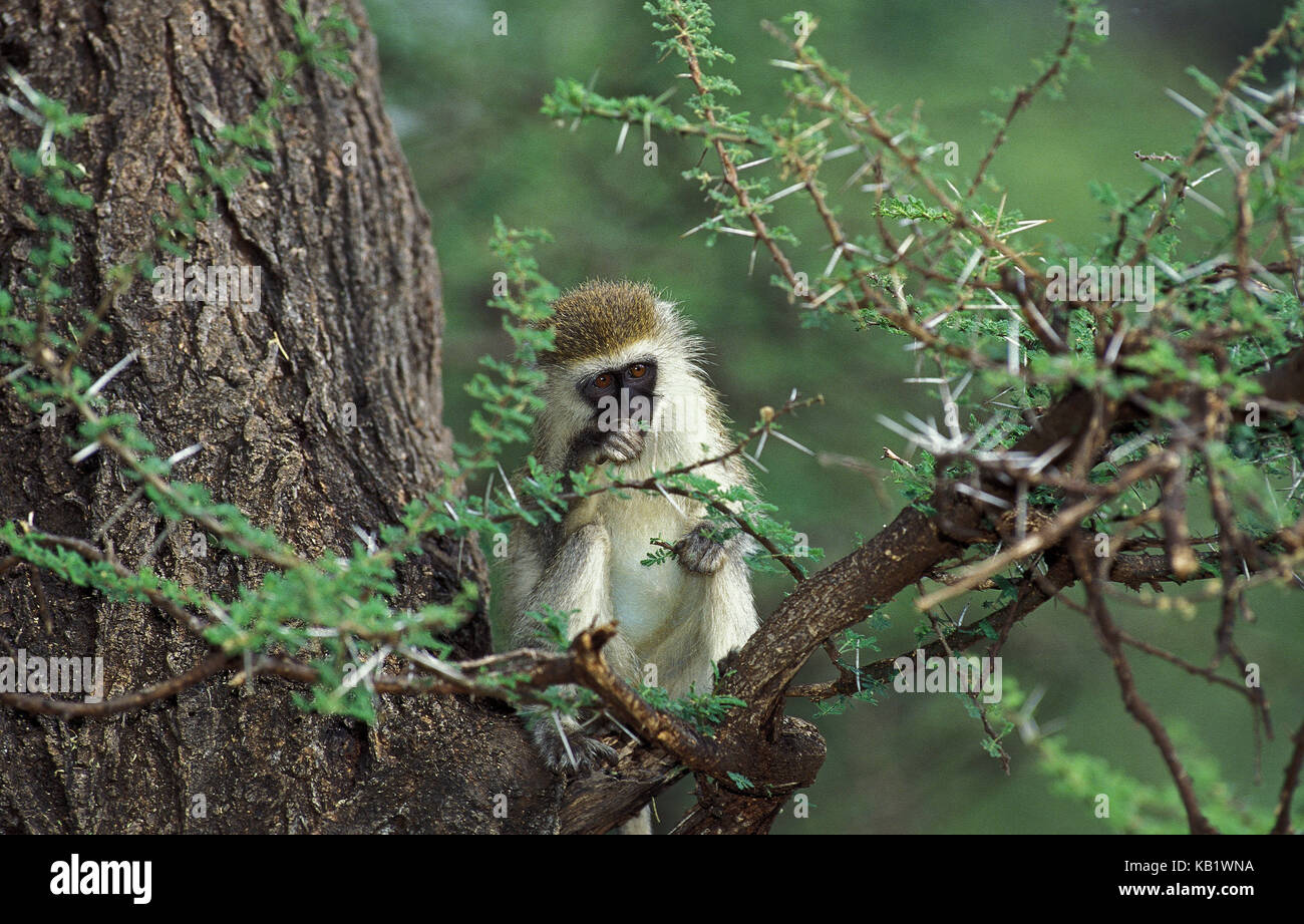 Äthiopische grün Long-tailed Affe, Cercopithecus aethiops Akazie, Baum, Blätter, Essen, Kenia, Afrika, Stockfoto