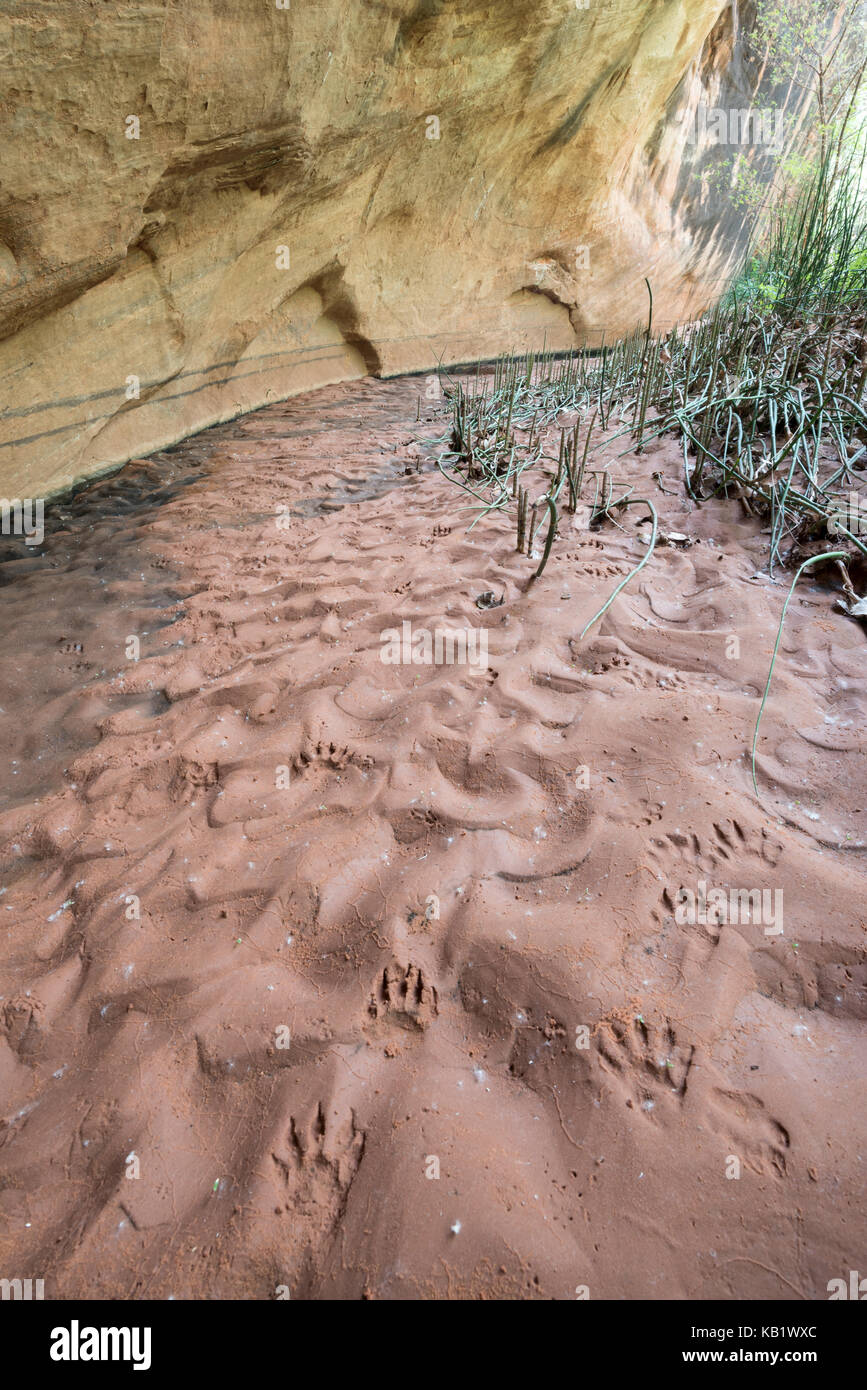 Spuren von Waschbär, ringtail, Coyote und Kaninchen in feuchten Sand in einen Canyon der Escalante River im Süden von Utah. Stockfoto Spuren von Waschbär, ringtail, Coyote und Kaninchen in feuchten Sand in einen Canyon der Escalante River im Süden von Utah. Stockfoto