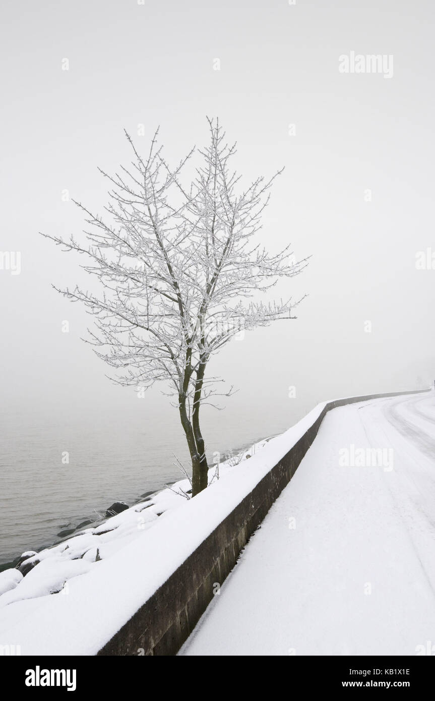 Uferpromenade, Baum, Nebel, Winter, Stockfoto
