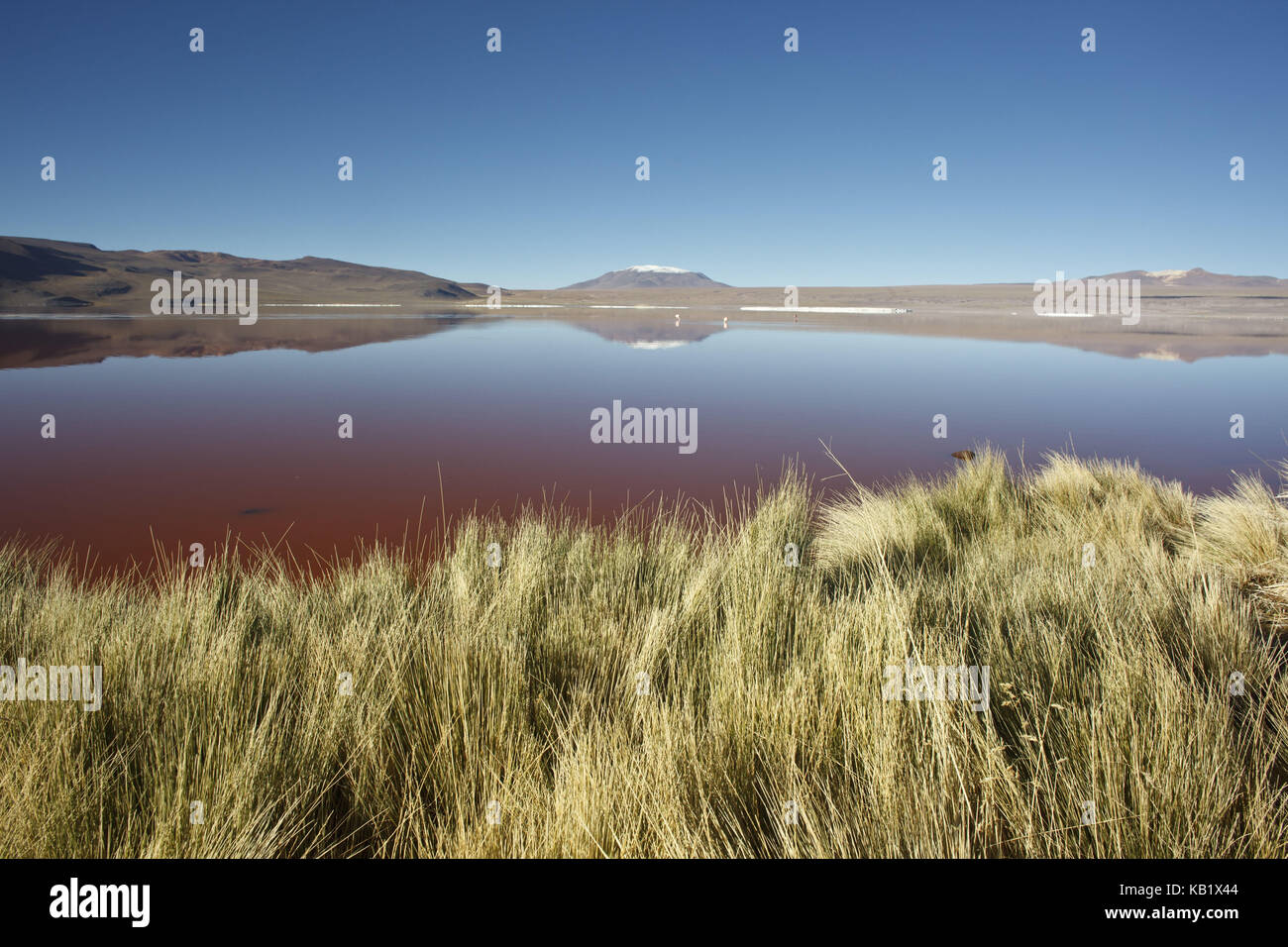 Bolivien, los Lipez, Laguna Colorada, Stockfoto