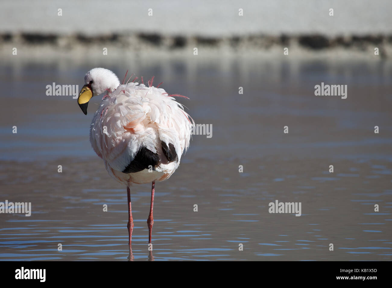 Bolivien, los Lipez, Laguna Hedionda, Anden Flamingo, Stockfoto