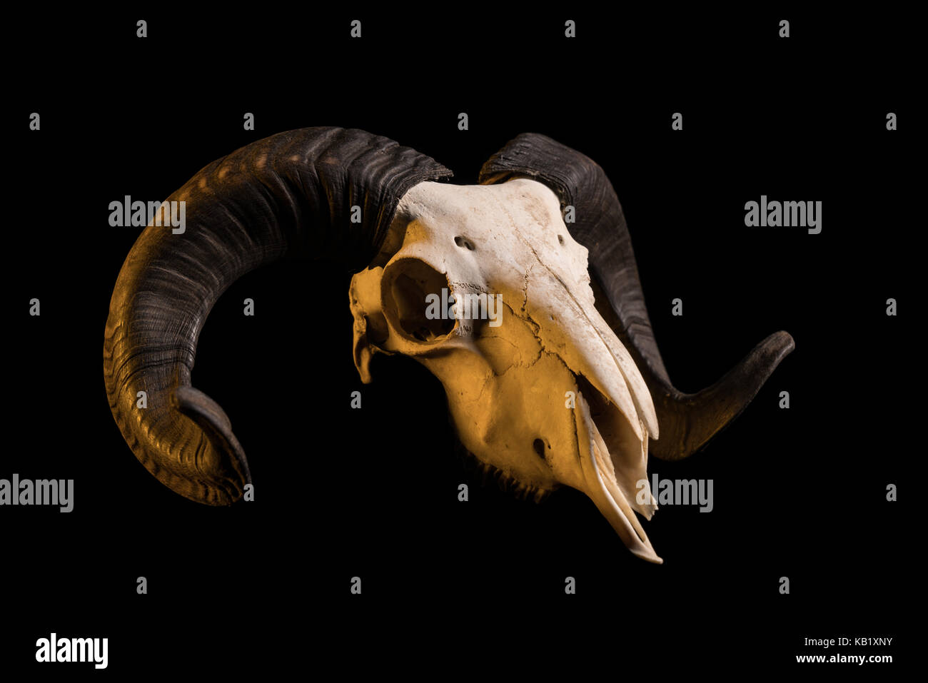 Studio Aufnahme eines RAM-Schädel mit Hörner, auf schwarzem Hintergrund Stockfoto