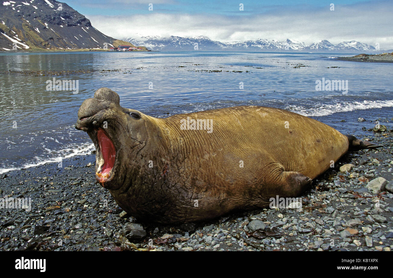 Southern Sea Elefant, Mirounga leonina Leonina, kleine Männer, Strand, Liegen, Brüllen, Antarktis, Stockfoto