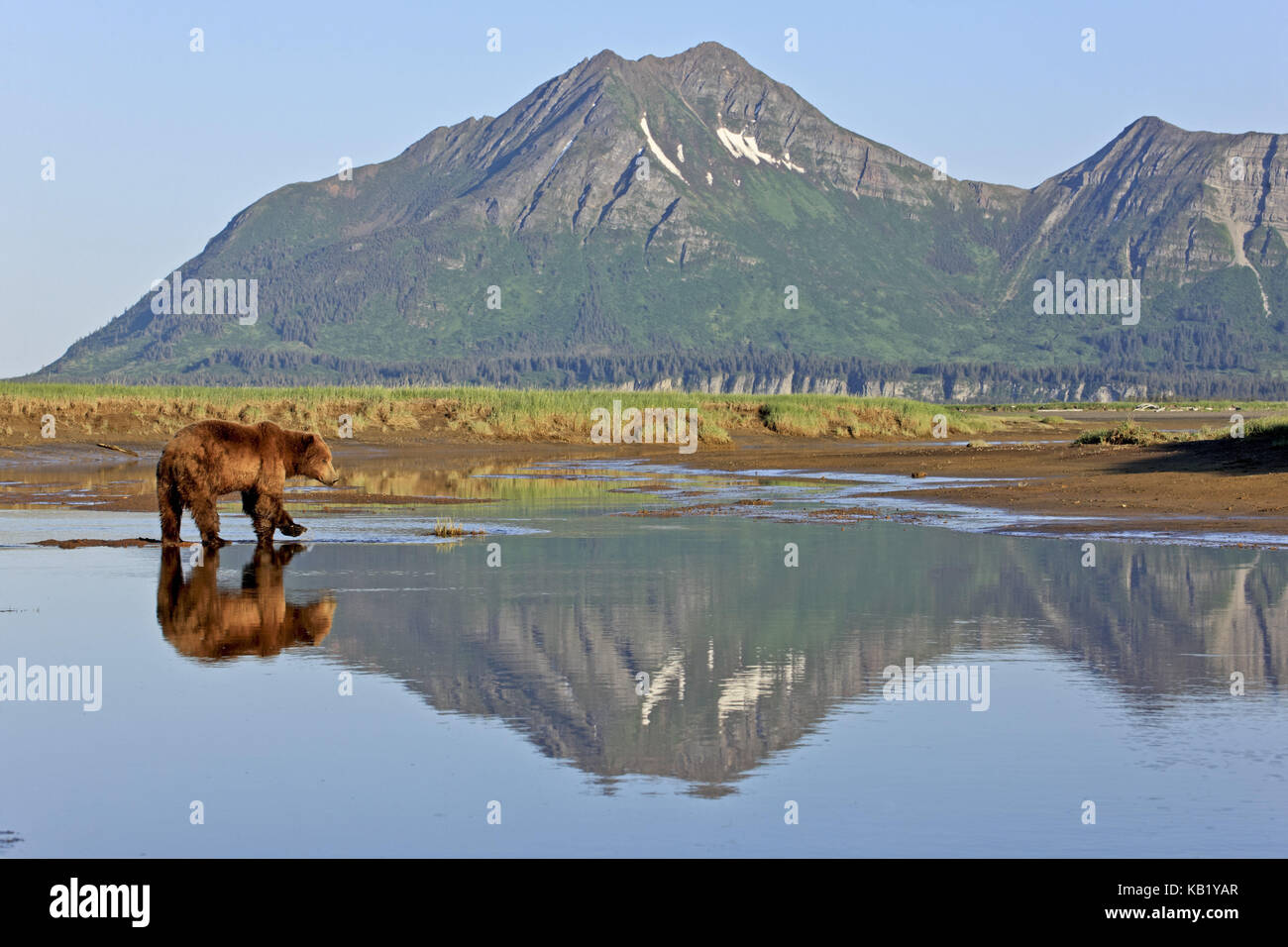 Nordamerika, USA, Alaska, Katmai Nationalpark, Hello, Bay, Braunbär, Ursus Arctos, Stockfoto