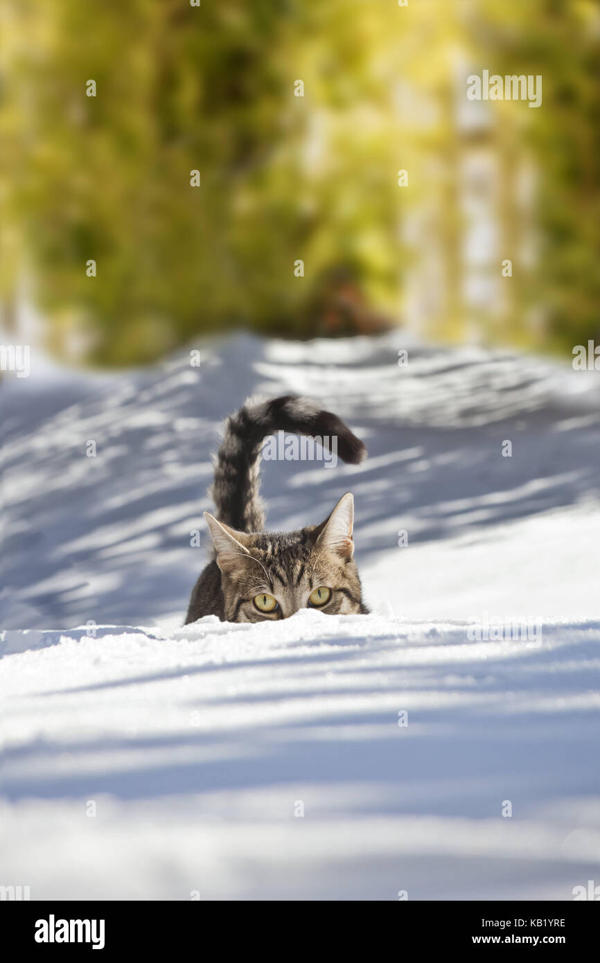 Katze, Schnee, verstecken, Tier, Haustier, Katze, ekh, Freigänger, eine, gestreift, spielen, laufen in den Weltraum, Blick Aussicht, lauern, auf die Jagd gehen, sorgfältig, Neugier, Interesse, verschneite, winterliche, Winter-, Außen-, Tiefen Schnee, mit Kopf, Stockfoto