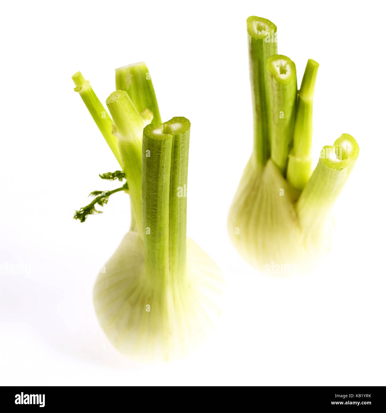 Fenchel, Foeniculum vulgare, Gemüse, weißer Hintergrund, Stockfoto