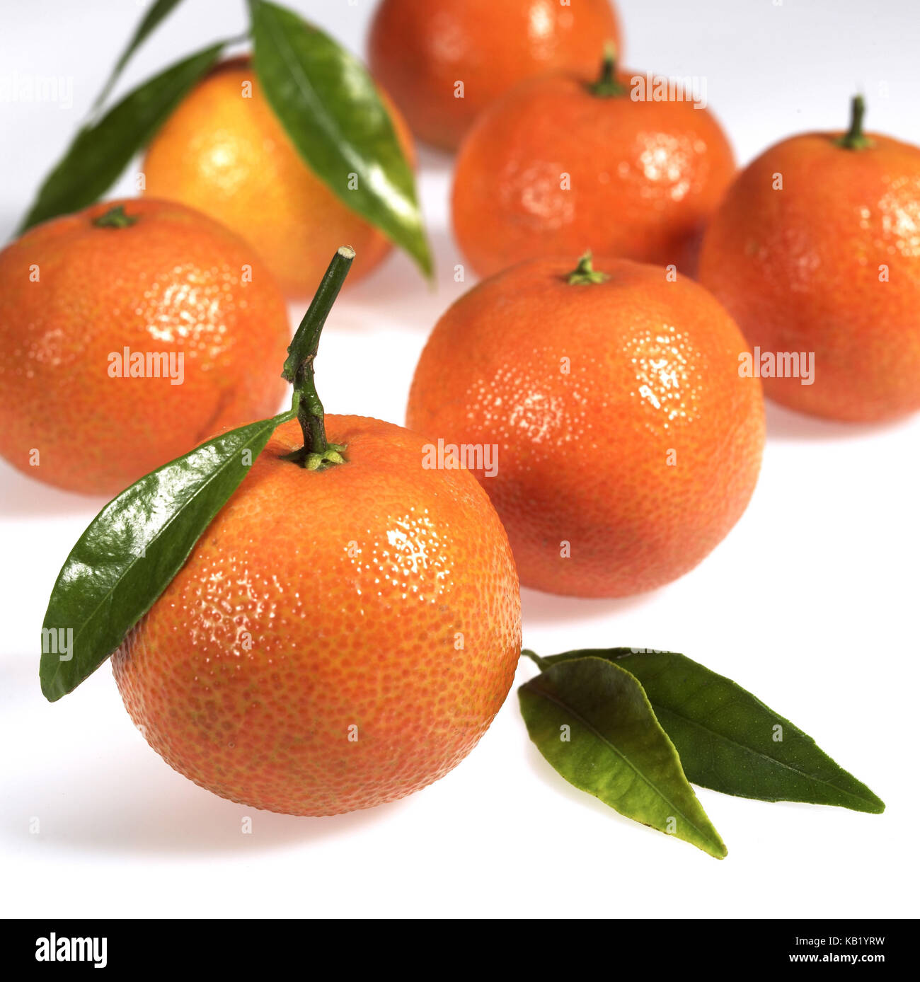 Clementinen, Citrus reticulata, weißer Hintergrund, Stockfoto