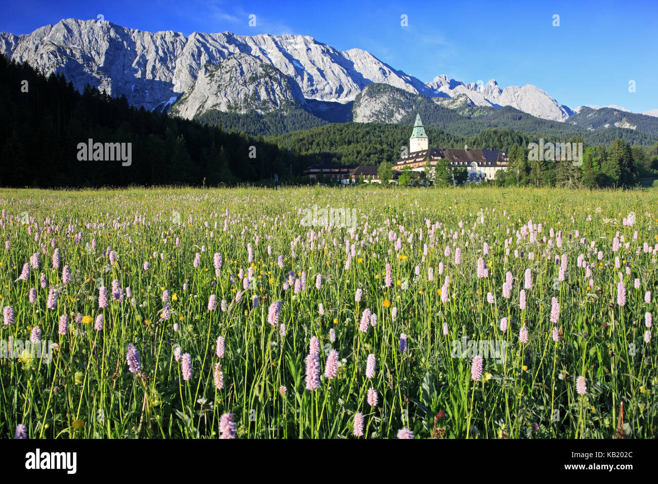 Deutschland, Bayern, Oberbayern, Werdenfelser Land (Region), Schloss Elmau, hotel Elmau, Wettersteinwand (Berge), Frühlingswiese, Stockfoto