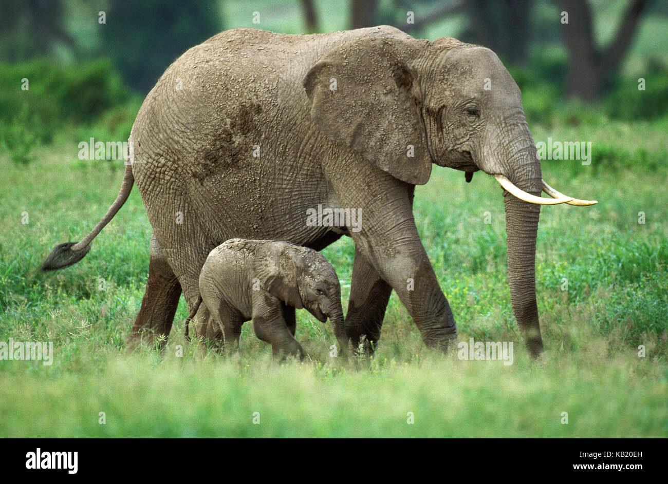 Afrikanischer Elefant, loxodonta Africana, Mutter mit Kalb, Masai Mara, Kenia, Afrika, Stockfoto