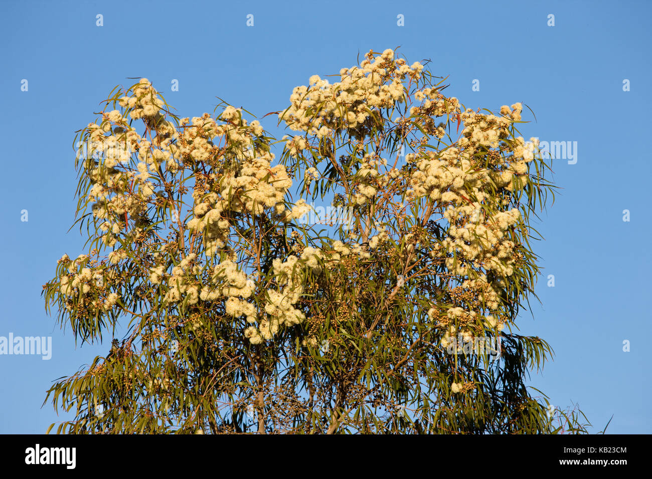 Masse der cremefarbenen Blüten auf die Krone eines Jugendlichen Zitrone duftenden Gum Tree, (Eukalyptus citriodora), South Eastern Australia. Stockfoto