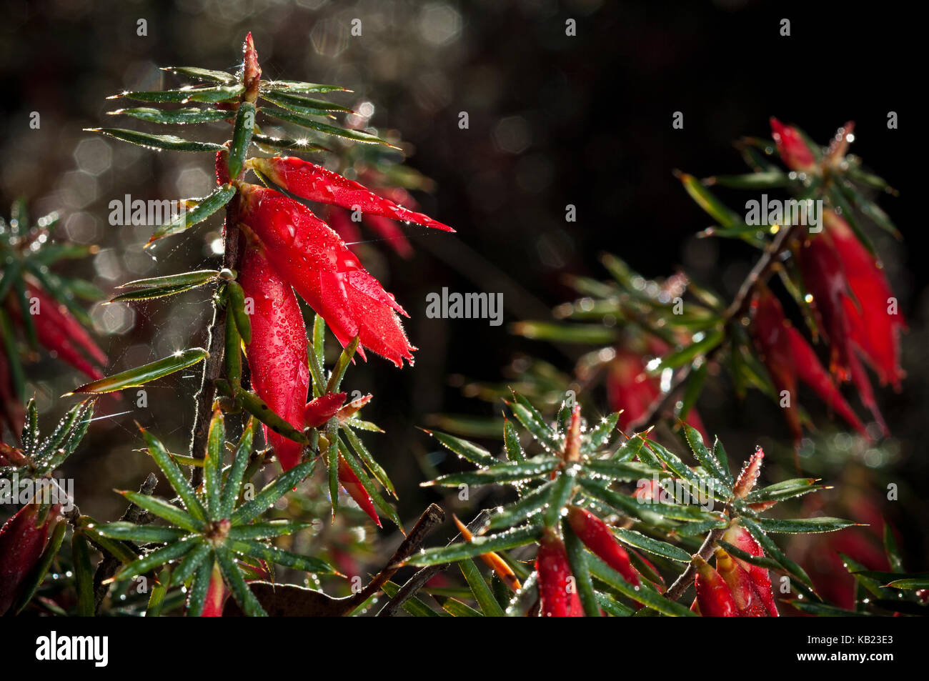 Astroloma conostephioides, Flamme Heide, niedrig wachsenden woody Strauch. In Rot Blumen bedeckt, 20-25 mm lang, Herbst bis Frühjahr Stockfoto