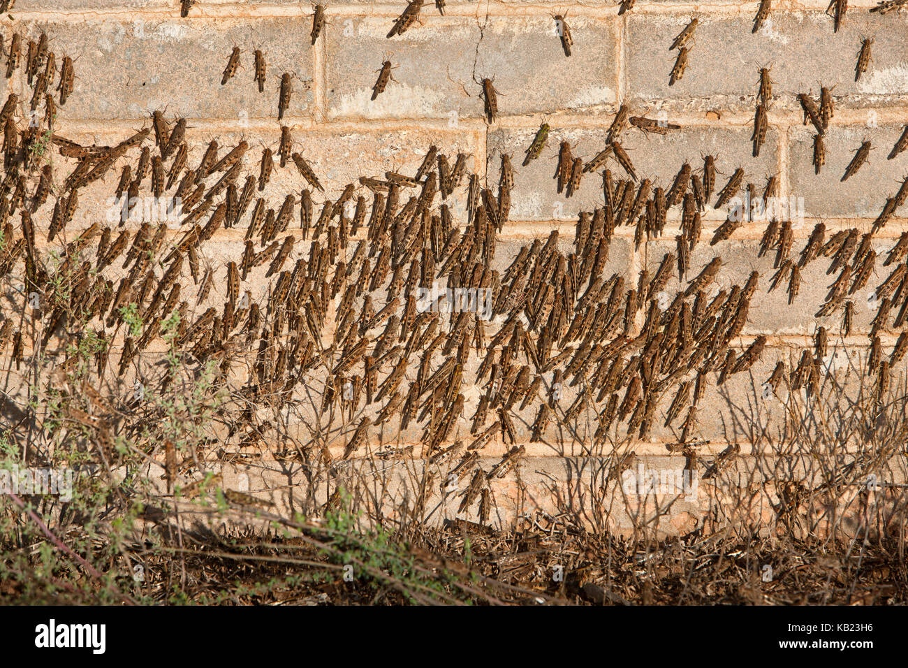 Schwarm Heuschrecken, die sich die Zeit nehmen auf eine Mauer während der großen swaming Ereignis im Westen von New South Wales. Stockfoto