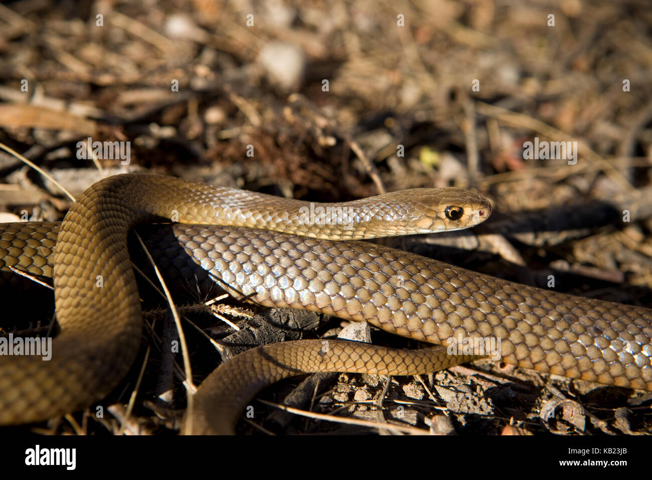 In einem großen Teil von Australien aus den Wüsten in Küstenregionen, die östliche Braun ist einer der tödlichsten Schlangen der Welt. Stockfoto