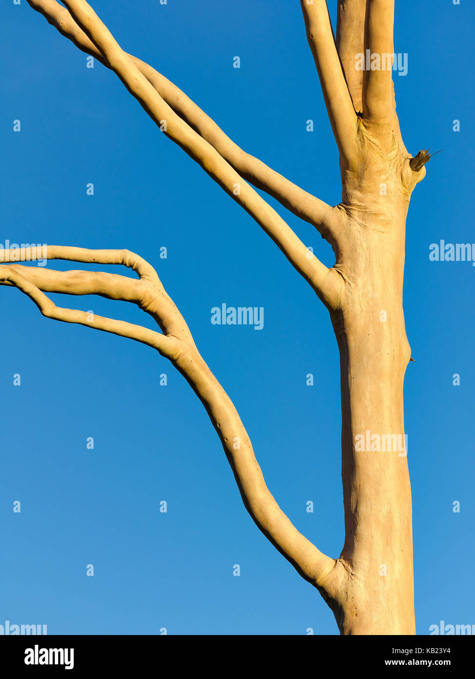 Glatte Rinde von Corymbia citriodora Baum gegen den klaren blauen Himmel kontrastiert. Stockfoto
