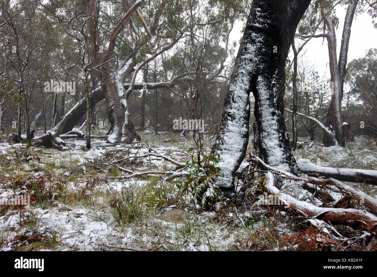 Leichter Schneefall in Eukalyptus Wald während des Winters in den Grampians, Victoria, Australien Stockfoto