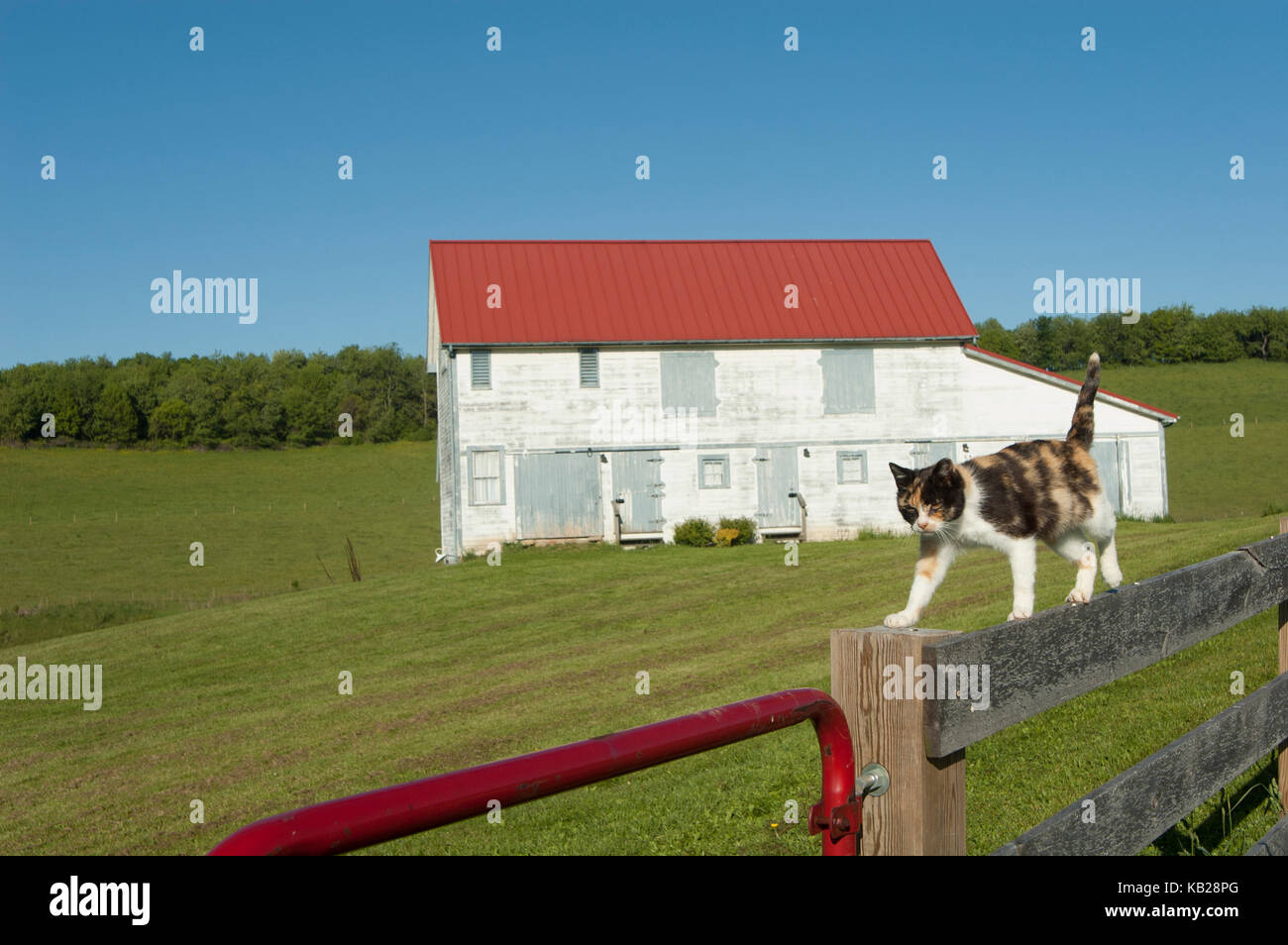 Semi-wilden Calico farm Cat prowls auf einem Zaun mit einem weiß getünchten, red-roofed Scheune im Hintergrund. Stockfoto