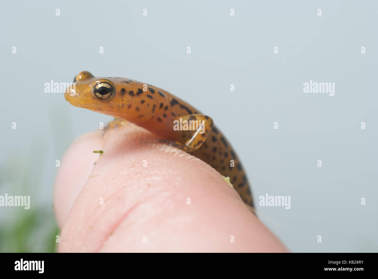 Drei gesäumten Salamander klammert sich an einem Finger. Stockfoto